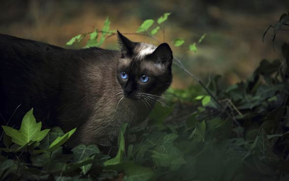 Siamese cat.