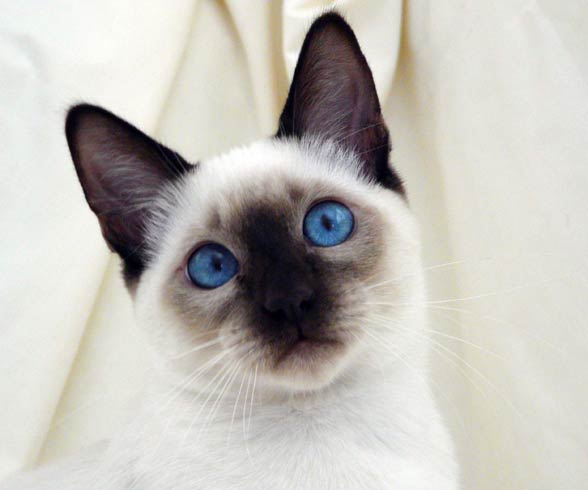 Siamese cat.