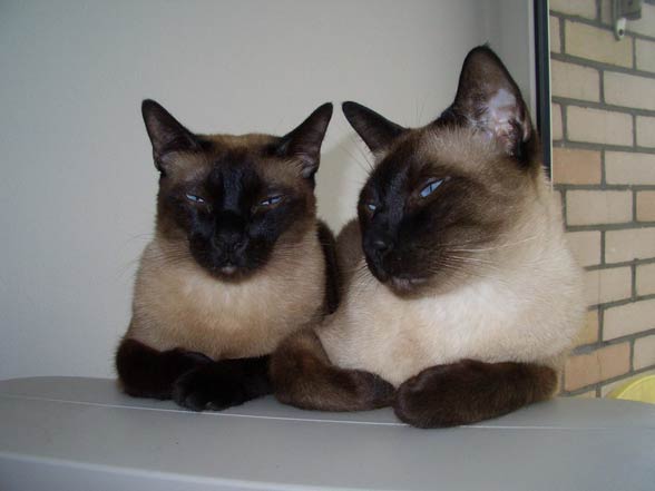 Siamese cats.