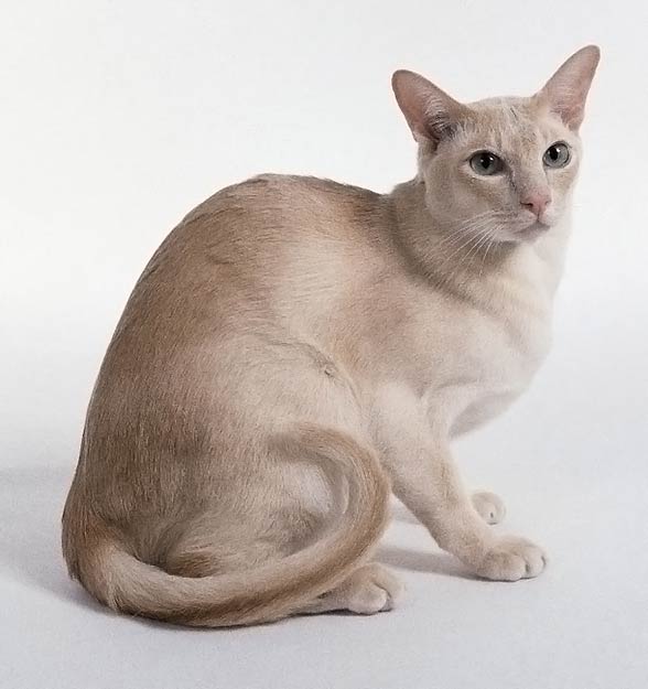 Tonkinese cat