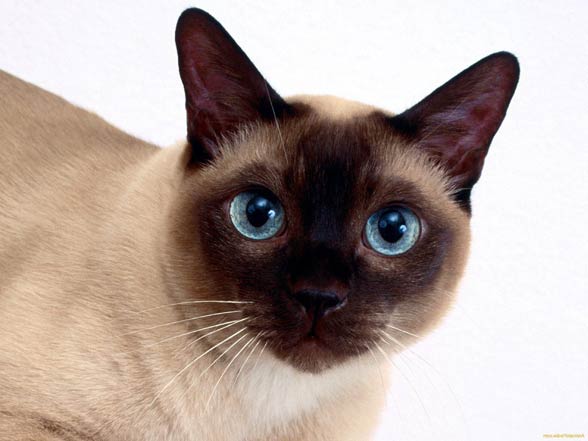 Tonkinese cat