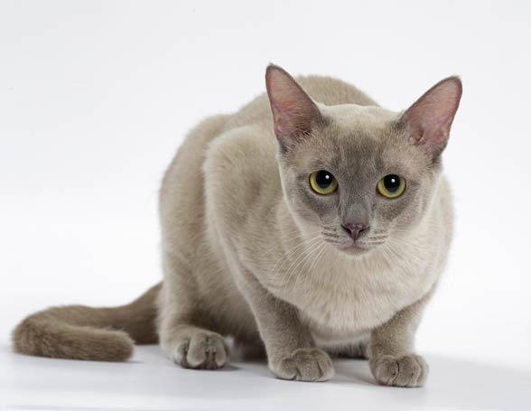 Tonkinese cat