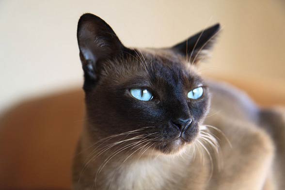 Tonkinese cat