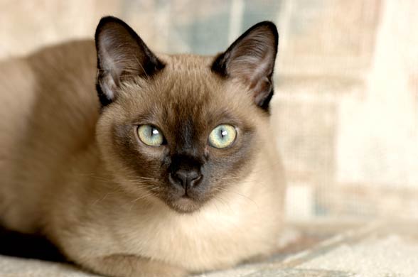 Tonkinese cat