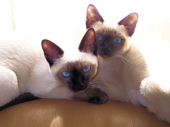 Tonkinese cat