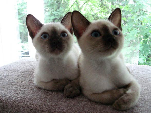 Tonkinese cat