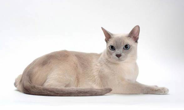 Tonkinese cat