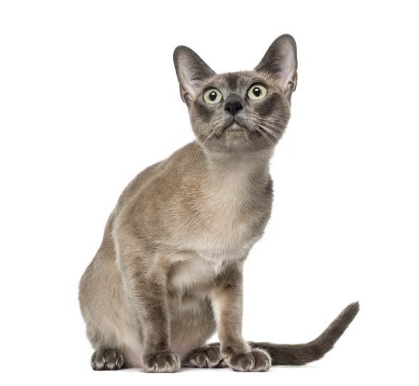 Tonkinese cat