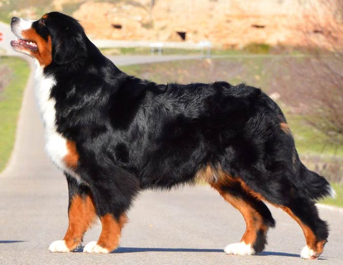 The tallest dogs TOP 10 DinoAnimals