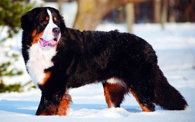 Bernese mountain dog | DinoAnimals.com