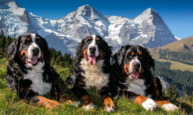 Alpine best sale mountain dog