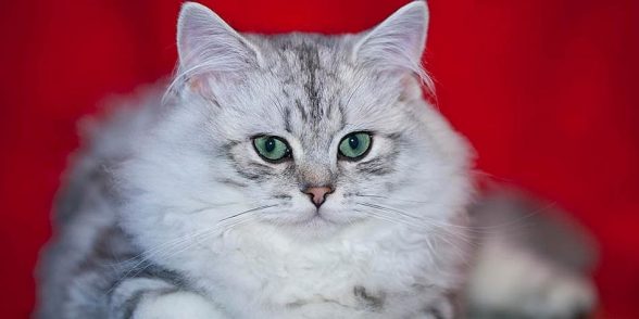 British Longhair cat | DinoAnimals.com