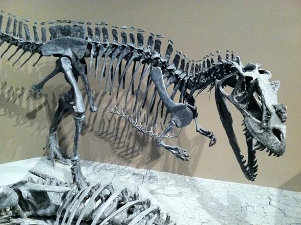 Ceratosaurus – horned lizard | DinoAnimals.com