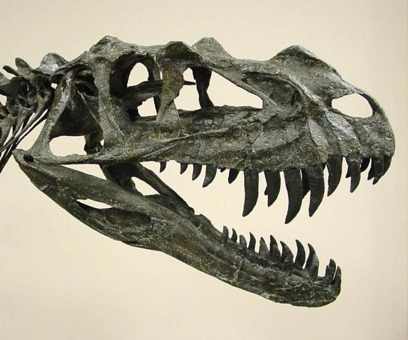 Ceratosaurus