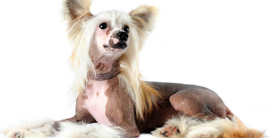 chinese crested dog apartment dogs
