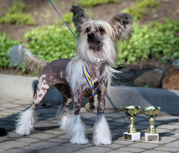 Chinese Crested Dog