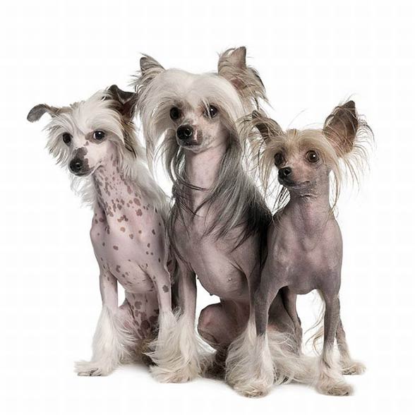 Chinese Crested Dog