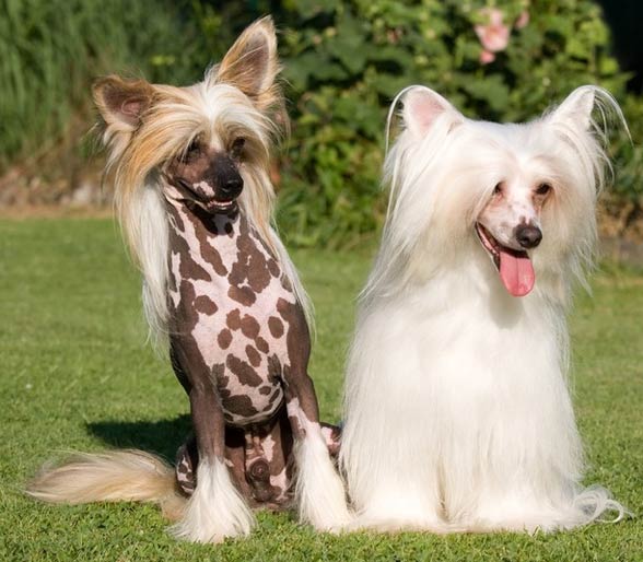 Chinese Crested Dog