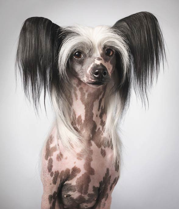 Sam the best sale chinese crested dog