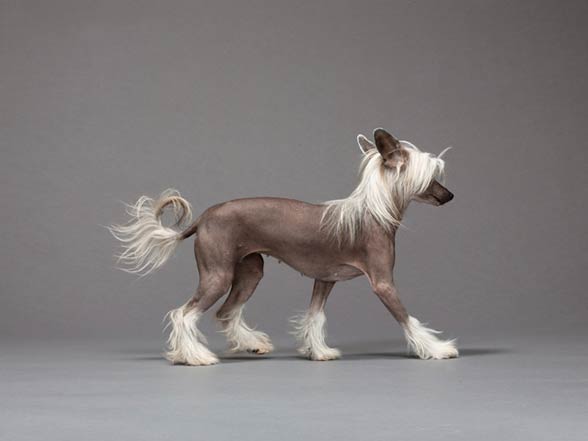 Chinese Crested Dog