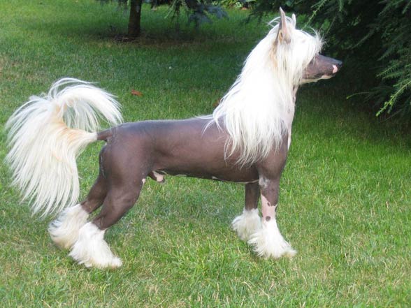 Pony cut chinese hot sale crested