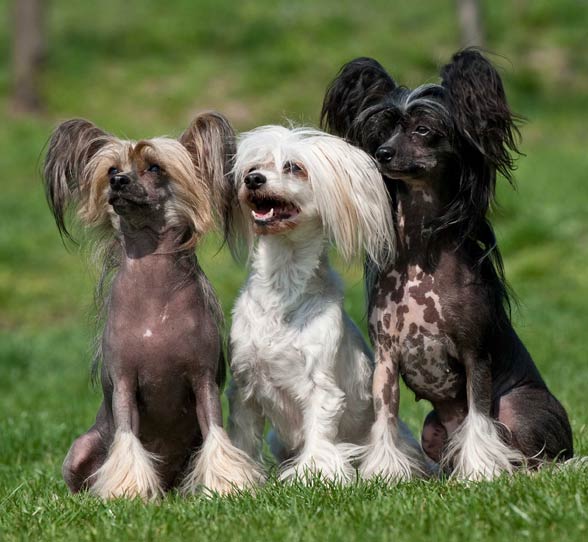 Chinese Crested Dog