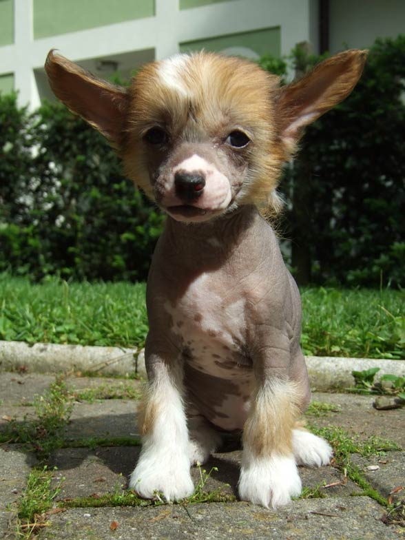 Chinese Crested Dog