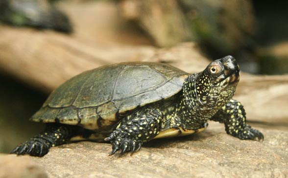 European pond turtle