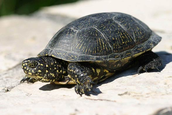 European pond turtle