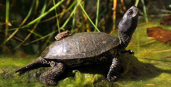 European pond turtle