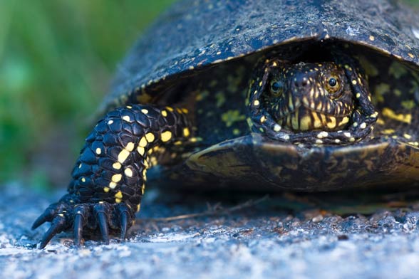 European pond turtle