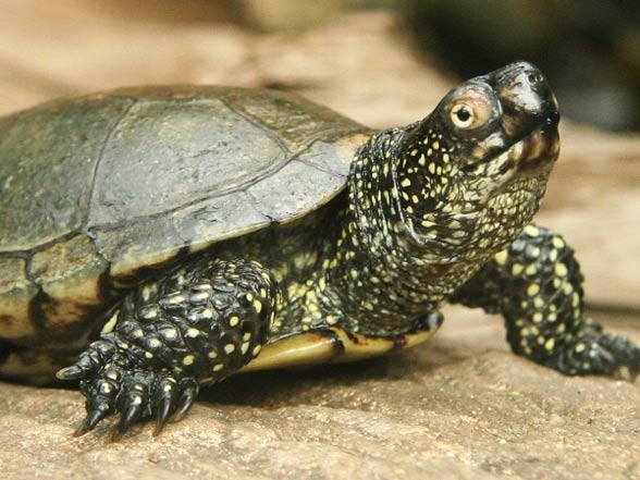 European pond turtle