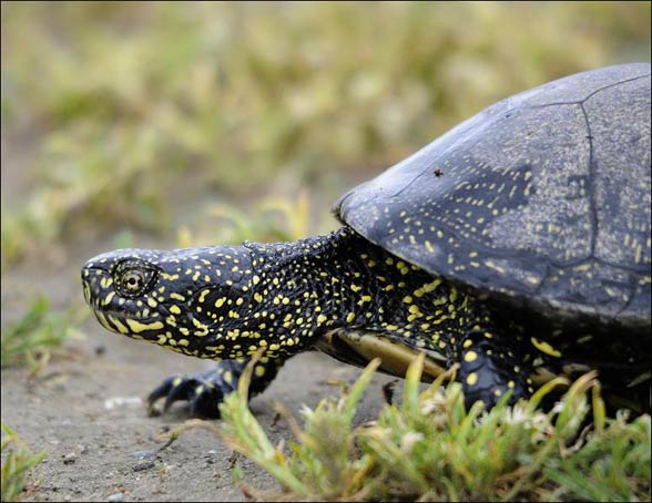 European pond turtle