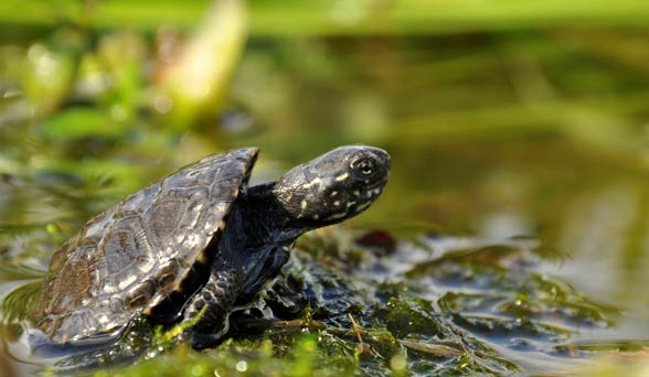 European pond turtle