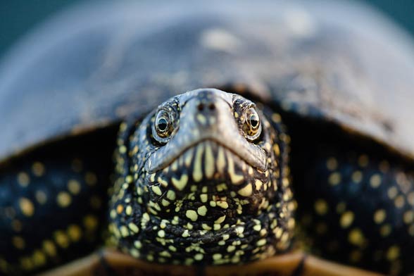 European pond turtle