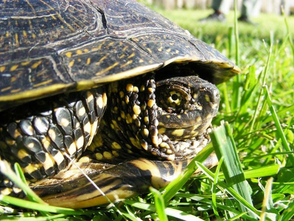 European pond turtle