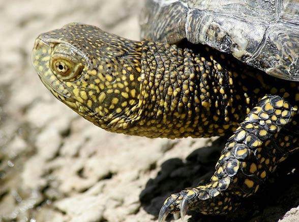 European pond turtle