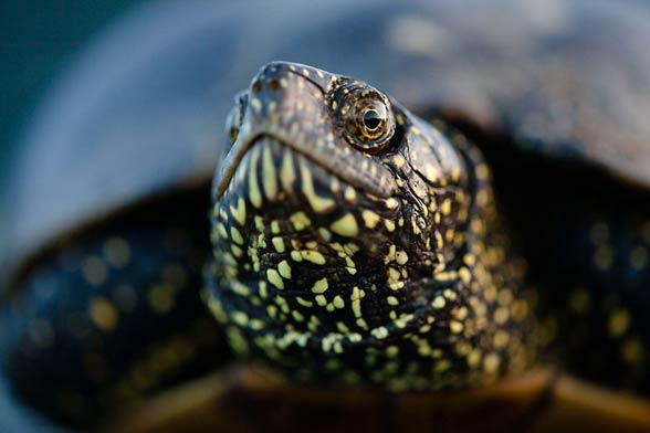 European pond turtle