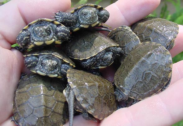 European pond turtle