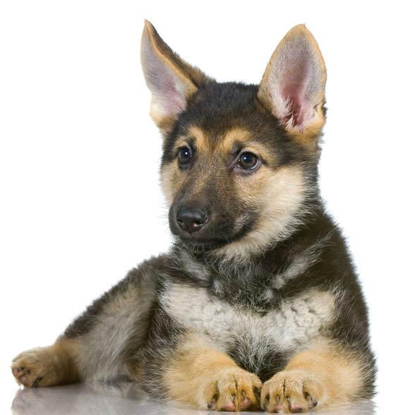 German Shepherd