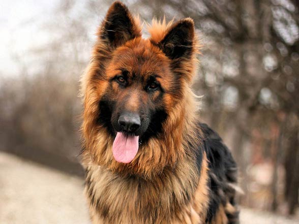 German Shepherd 