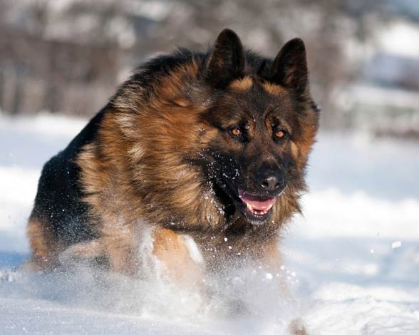 Thick coat german store shepherd