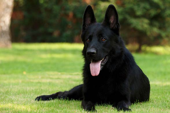 Black german best sale shepherd temperament