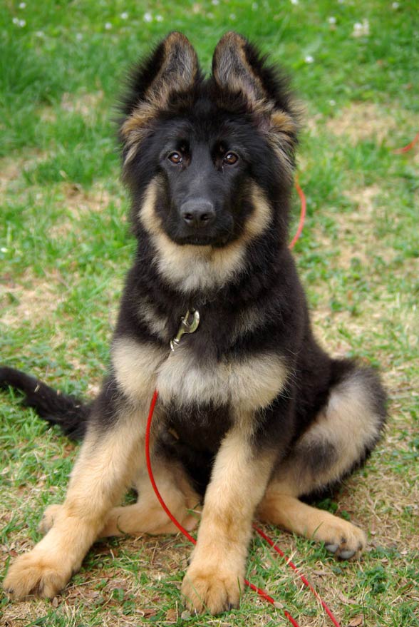 German Shepherd