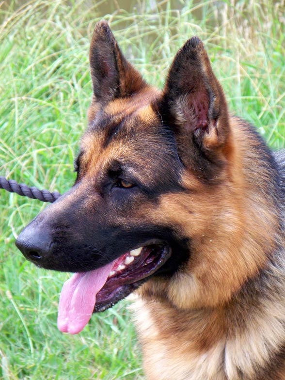 German Shepherd