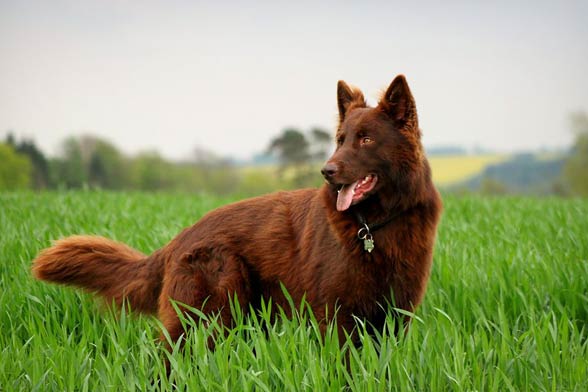 German Shepherd