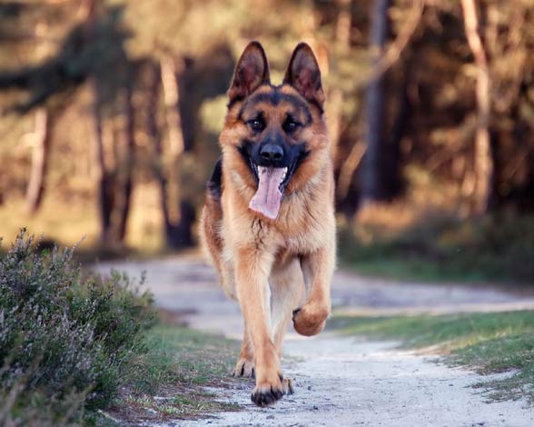 German Shepherd – smart and faithful dog | DinoAnimals.com