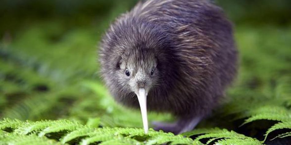 Kiwi flightless bird from New Zealand DinoAnimals com