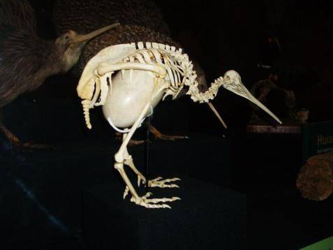 The Kiwi (Apteryx) 