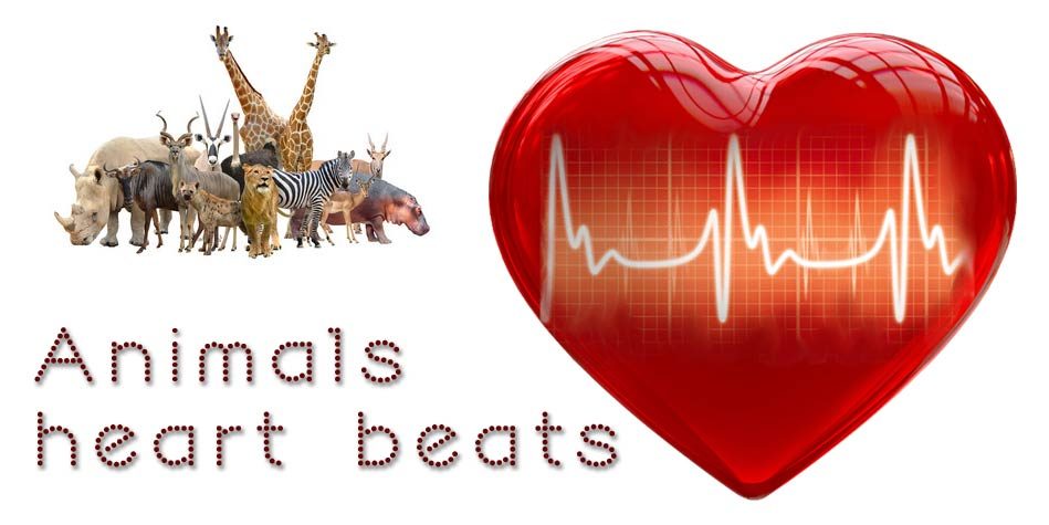 Heart rates of animals TOP 10 
